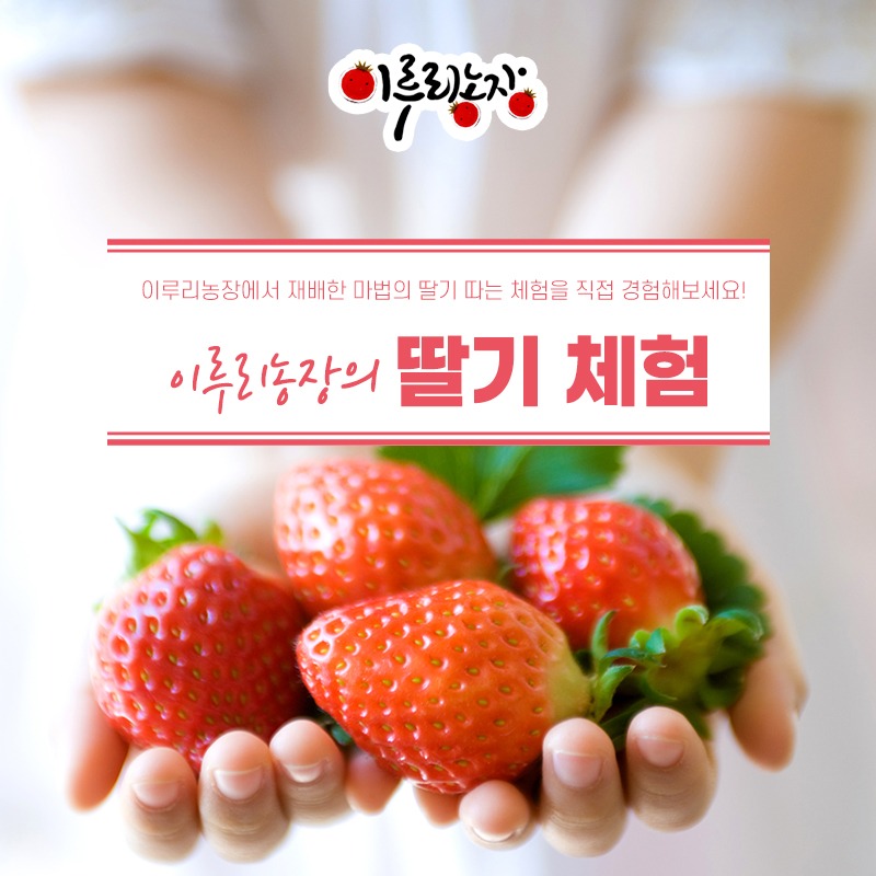 [이루리농장] 딸기수확체험